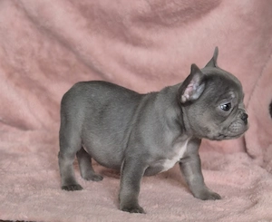 Französische bulldoggen welpen Abzugeben  Bild 7