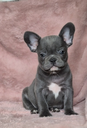Französische bulldoggen welpen Abzugeben  Bild 2