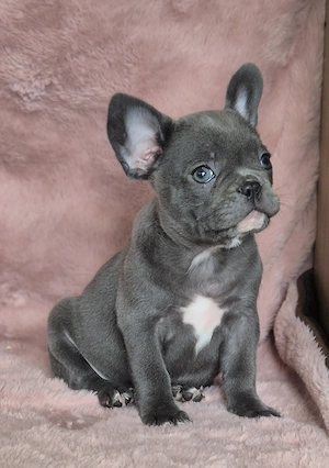 Französische bulldoggen welpen Abzugeben 
