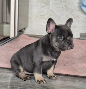 Französische bulldoggen welpen Abzugeben  Bild 3