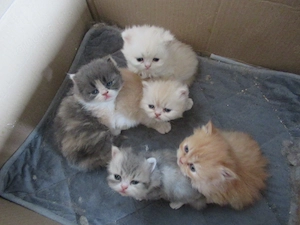 Wollknäuel British Longhair suchen einen neuen Dosenöffner, Eltern besitzen Stammbaüme