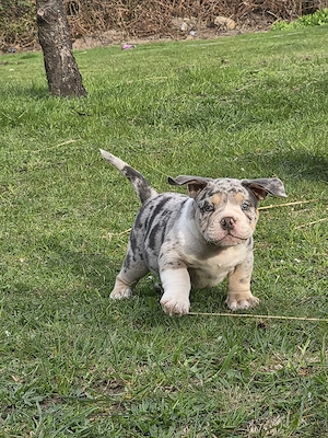old English Bulldog Rüde blue merle