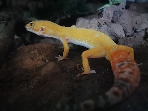 Verschiedene Leopardgeckos, 1 Männchen und 3 Weibchen
