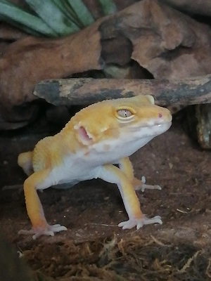 Verschiedene Leopardgeckos, 1 Männchen und 3 Weibchen
