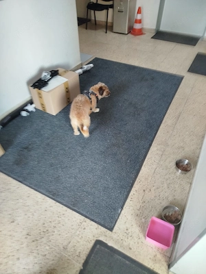 Hund in liebevolle Hände zu geben 