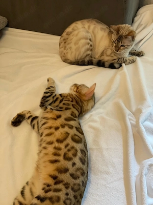 Reinrassige Bengalkatzen suchen ein neues Zuhause Bild 5