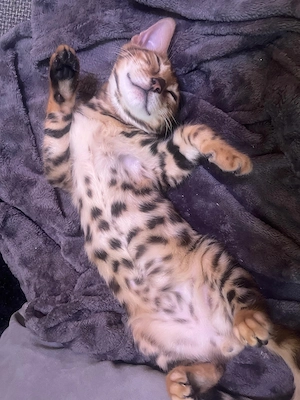 Reinrassige Bengalkatzen suchen ein neues Zuhause Bild 3