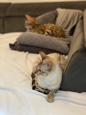 Reinrassige Bengalkatzen suchen ein neues Zuhause Bild 4