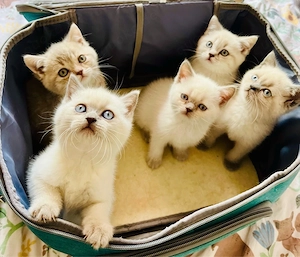 5 Zuckersüße BKH Kitten abgabebereit 