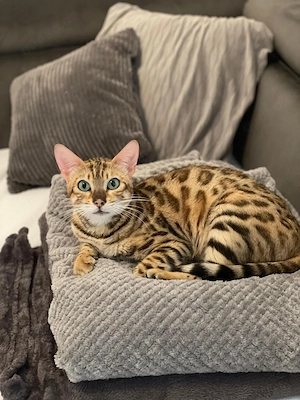 Bengal Prinzessinen suchen liebevolles Zuhause