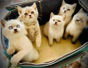 5 Zuckersüße BKH Kitten 