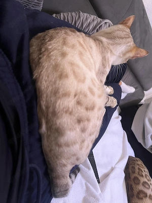 Reinrassige Bengalkatzen suchen ein neues Zuhause Bild 7