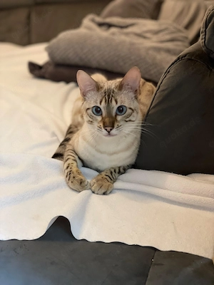 Reinrassige Bengalkatzen suchen ein neues Zuhause Bild 8