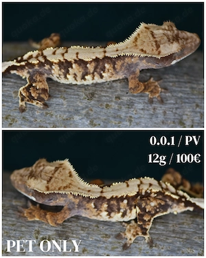 Kronengecko - Correlophus ciliatus