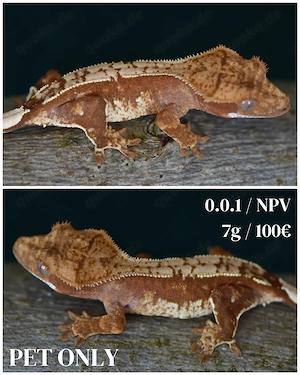 Kronengecko - Correlophus ciliatus