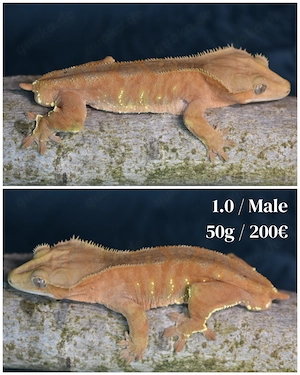 Kronengecko - Correlophus ciliatus