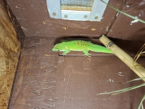 Terrarium mit Madagaskar Taggecko's 