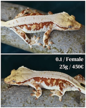 Kronengecko - Correlophus ciliatus
