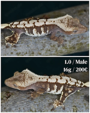 Kronengeckos - Correlophus ciliatus