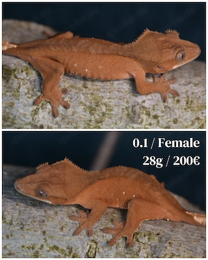 Kronengeckos - Correlophus ciliatus