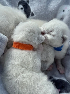 Noch 2 Reinrassige Heilige Birma Kitten Bild 4