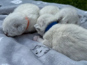 Noch 2 Reinrassige Heilige Birma Kitten