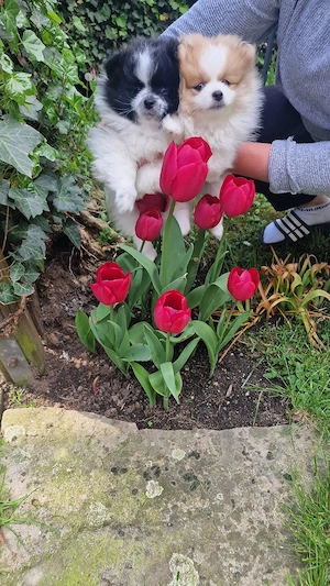 Reinrassige Pomeranian zwergspitz 
