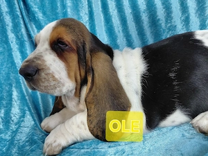 Zuckersüße Basset Hound Welpen suchen ab sofort Bild 2