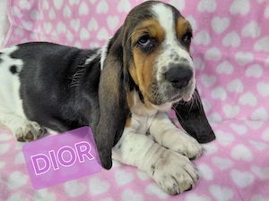 Zuckersüße Basset Hound Welpen suchen ab sofort Bild 6