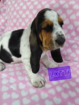 Zuckersüße Basset Hound Welpen suchen ab sofort Bild 5