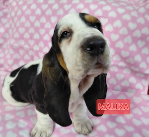 Zuckersüße Basset Hound Welpen suchen ab sofort Bild 3