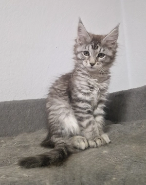 Reinrassiges Maine Coon Kitten "Mädchen"