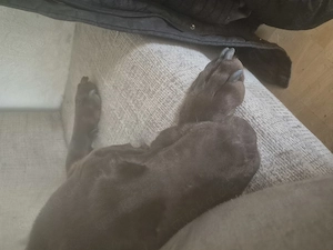 Jack sucht ein aktives für immer zuhause