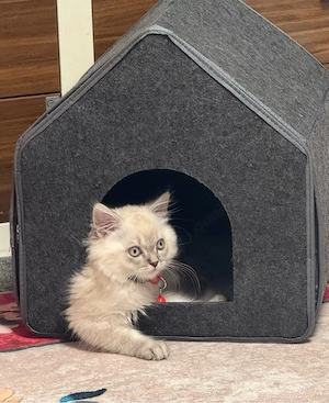Katzenbaby BLH