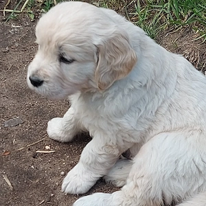 Golden retriever welpen 