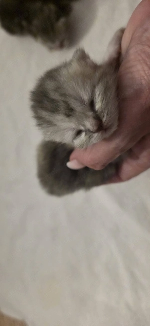 Britisch Kurzhaar Kitten BKH