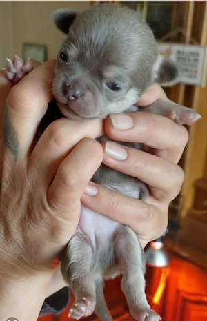 Zwei Chihuahua-Welpen 