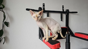 Devon Rex Kater  Gabriel