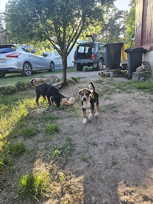 Dobermann Welpen