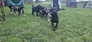Dobermann Welpen 