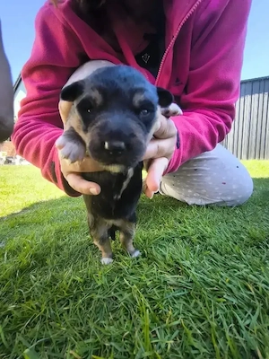 Rottweiler- Collie Mix Welpen suchen neues Zuhause! 