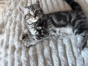 British Kurzhaar Whiskas Kitten männlich 