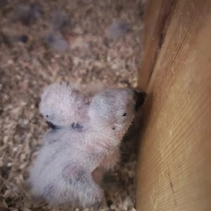 graupapagei baby