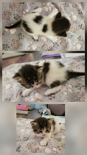zuckersüße BKH BLH kitten 