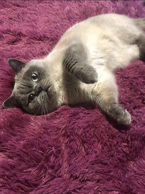 kater BKH.8 Monate 