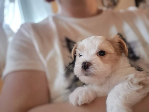 Biewer Yorkshire Terrier Welpen 