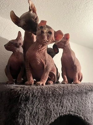 Sphynx Katze Bild 3