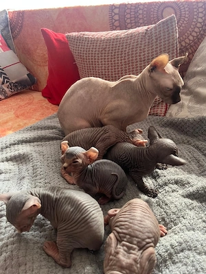 Sphynx Katze Bild 4