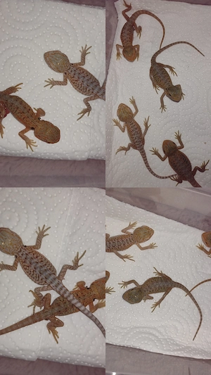 Süße Farb-Bartagamen Babys (Citrus-Leatherback x Hypo Orange Sandfire) liebevoll aufgezogen