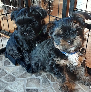 Biewer Yorkshire terrier  welpen 